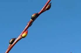 Attēlu rezultāti vaicājumam “Salix daphnoides subsp. acutifolia bud”