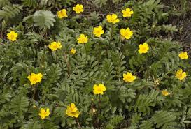 Attēlu rezultāti vaicājumam “Potentilla arenaria leaf”