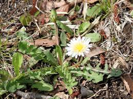 Attēlu rezultāti vaicājumam “Taraxacum suecicum flower”