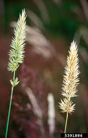 Attēlu rezultāti vaicājumam “Anthoxanthum odoratum flower”