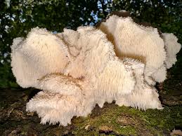 Attēlu rezultāti vaicājumam “Hericium cirrhatum”