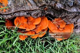 Attēlu rezultāti vaicājumam “Pycnoporus cinnabarinus”