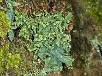 Attēlu rezultāti vaicājumam “Hypogymnia vittata”