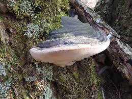 Attēlu rezultāti vaicājumam “Phellinus populicola”