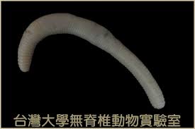 Attēlu rezultāti vaicājumam “Lumbricidae”