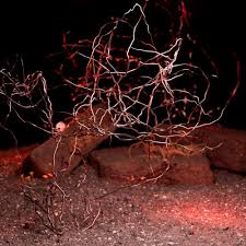 Attēlu rezultāti vaicājumam “exuvia”