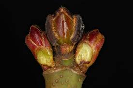 Attēlu rezultāti vaicājumam “Acer saccharinum bud”