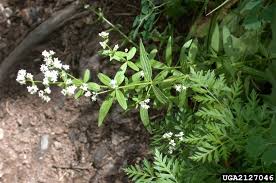 Attēlu rezultāti vaicājumam “Galium boreale bud”