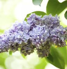 Image result for flieder