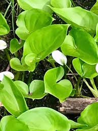 Attēlu rezultāti vaicājumam “Calla palustris leaf”
