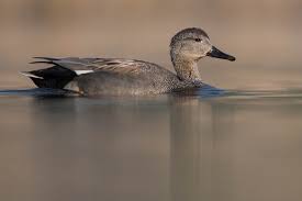 Attēlu rezultāti vaicājumam “Anas strepera female”