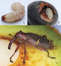 Attēlu rezultāti vaicājumam “Hoplia parvula imago”