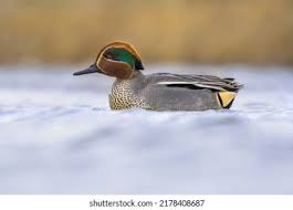 Attēlu rezultāti vaicājumam “Anas crecca male”