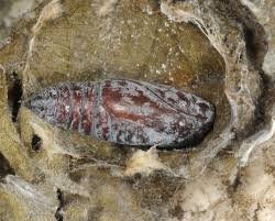 Attēlu rezultāti vaicājumam “Cosmia trapezina”