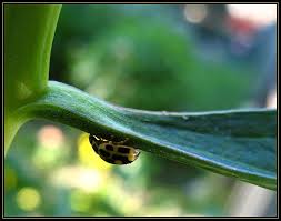 Attēlu rezultāti vaicājumam “Anacampsis blatariella”