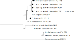Attēlu rezultāti vaicājumam “Protostropharia alcis”