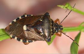 Attēlu rezultāti vaicājumam “Pinthaeus sanguinipes”