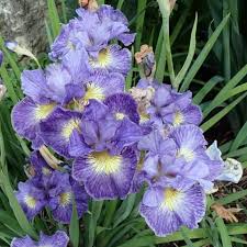 Attēlu rezultāti vaicājumam “Iris sibirica leaf”