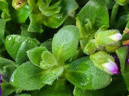 Attēlu rezultāti vaicājumam “Aubrieta deltoidea”