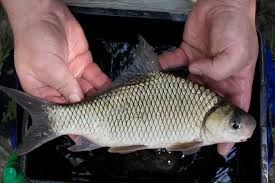 Image result for Ictiobus cyprinellus