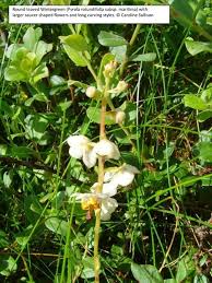 Attēlu rezultāti vaicājumam “Pyrola rotundifolia fruit”