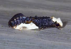 Attēlu rezultāti vaicājumam “Monopis monachella”