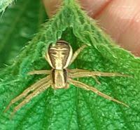 Attēlu rezultāti vaicājumam “Xysticus ulmi adult”