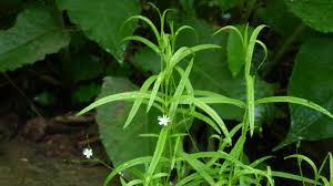 Attēlu rezultāti vaicājumam “Stellaria longifolia flower”