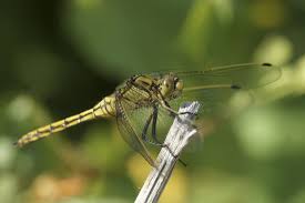 Attēlu rezultāti vaicājumam “Orthetrum brunneum”