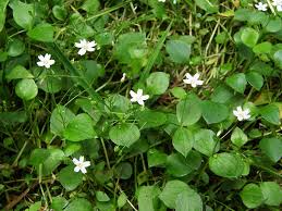 Attēlu rezultāti vaicājumam “Claytonia sibirica”