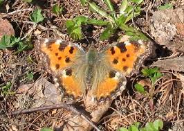 Attēlu rezultāti vaicājumam “Nymphalis xanthomelas upperside”