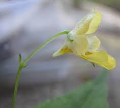 Attēlu rezultāti vaicājumam “Impatiens parviflora”