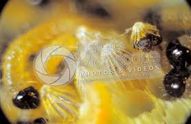 Attēlu rezultāti vaicājumam “Pieris brassicae larva”