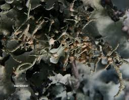 Attēlu rezultāti vaicājumam “Biatoropsis usnearum”