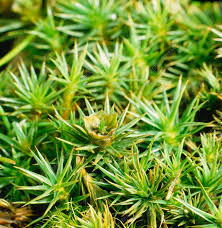 Attēlu rezultāti vaicājumam “Polytrichum juniperinum”