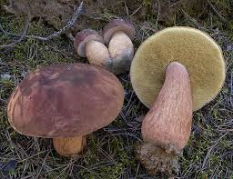 Attēlu rezultāti vaicājumam “Boletus pinophilus”