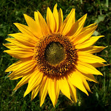 Image result for Sonnenblume