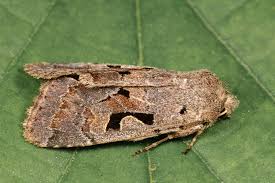 Attēlu rezultāti vaicājumam “Orthosia gothica”