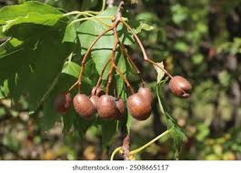 Attēlu rezultāti vaicājumam “Sorbus intermedia fruit”