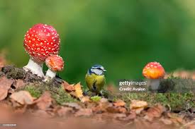 Attēlu rezultāti vaicājumam “Cyanistes caeruleus adult”