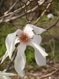 Attēlu rezultāti vaicājumam “Magnolia kobus”