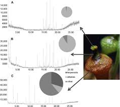 Attēlu rezultāti vaicājumam “Splachnum ampullaceum sporophyte”