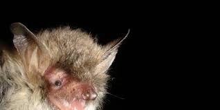 Attēlu rezultāti vaicājumam “Myotis nattereri”
