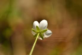 Attēlu rezultāti vaicājumam “Sagina nodosa flower”