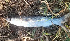 Image result for Chelon ramada