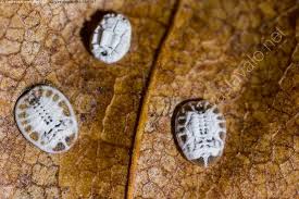 Attēlu rezultāti vaicājumam “Aleurochiton aceris”