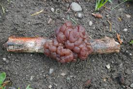 Attēlu rezultāti vaicājumam “Ascotremella faginea”