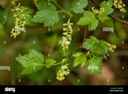 Attēlu rezultāti vaicājumam “Ribes alpinum leaf”