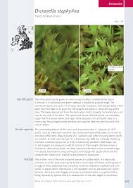 Attēlu rezultāti vaicājumam “Dicranella staphylina”