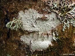 Attēlu rezultāti vaicājumam “Lecanora albella”